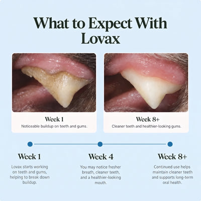 Lovax Dental Powder