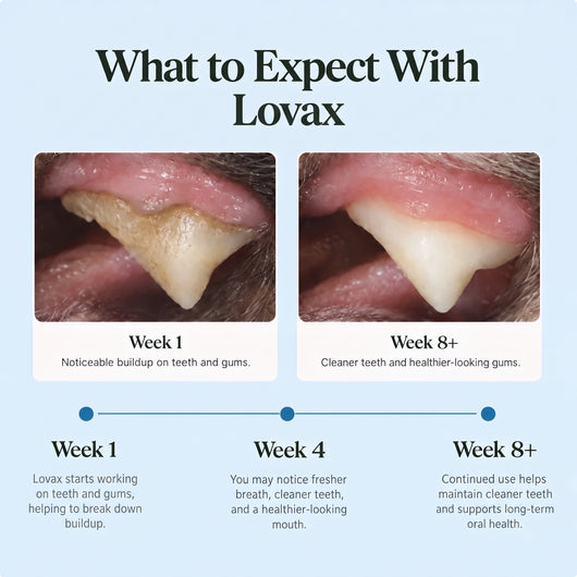 Lovax Dental Powder